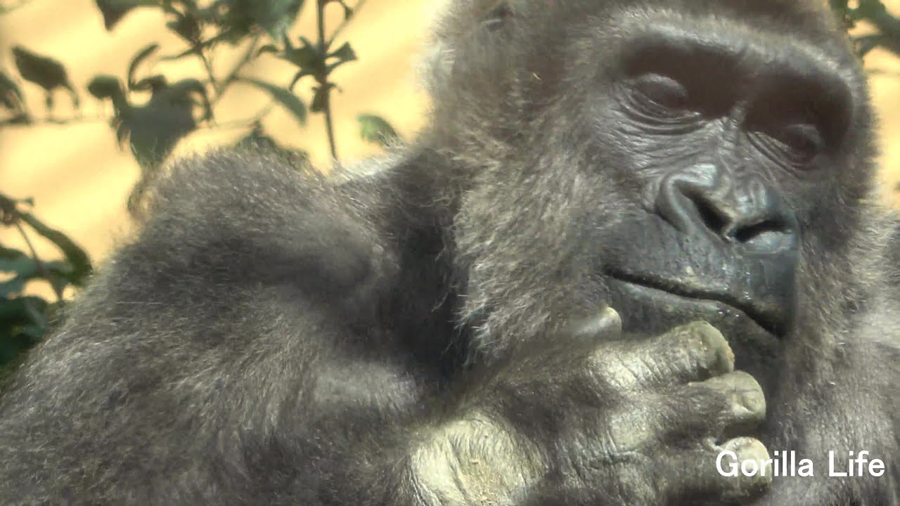 ゲンキは旦那の愛情表現に困惑する@Genki is confused by the display of affection from husband【KyotoZoo京都市動物園】2022/2/22