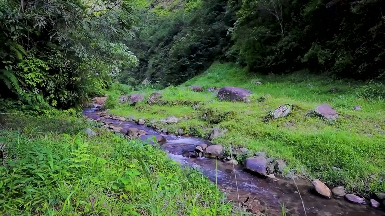 Woodland Stream ASMR | Tranquil Water Sounds for Mindfulness & Rest