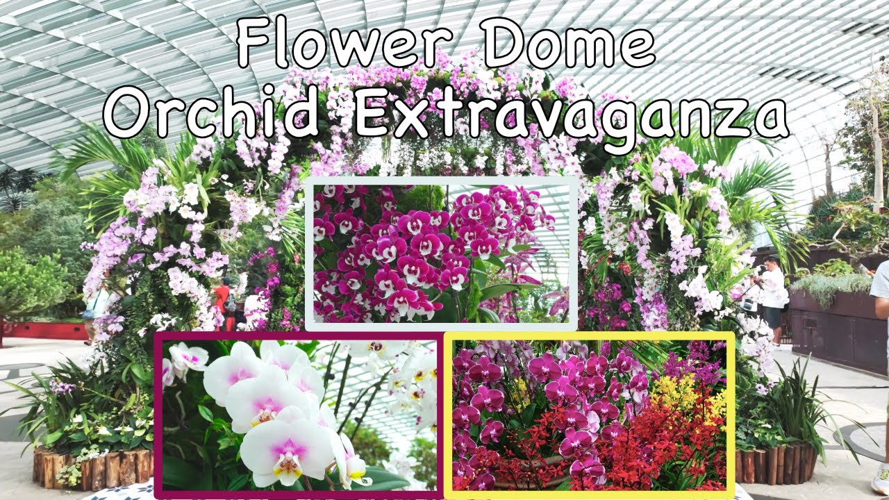 Flower Dome @ Gardens by the Bay Singapore Pt 1 - Orchid Extravaganza (Aug 2025 in 4k TV)