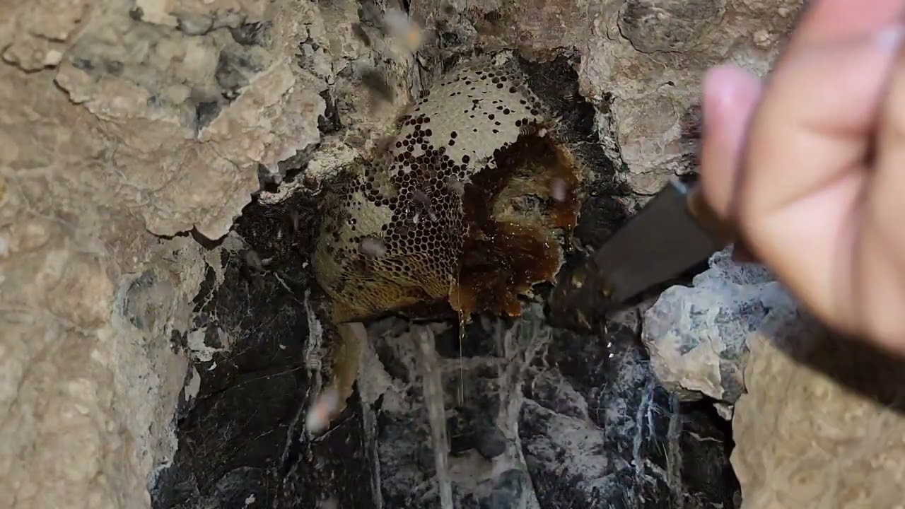 خيرات موسم السمر(البرم)| قص خلية نحل و نقلها بعد الغروب