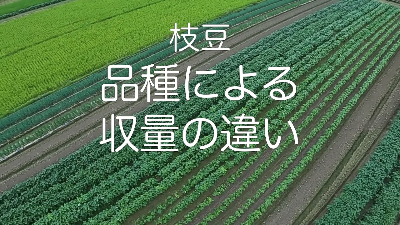 「枝豆栽培」収穫収量比較「サッポロミドリ：湯あがり娘」