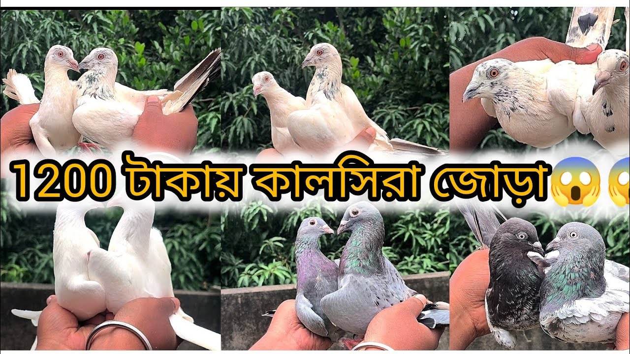 মাত্র 1200 টাকায় কালসিরা জোড়া 😱😱।।6290844586 // 8420866200