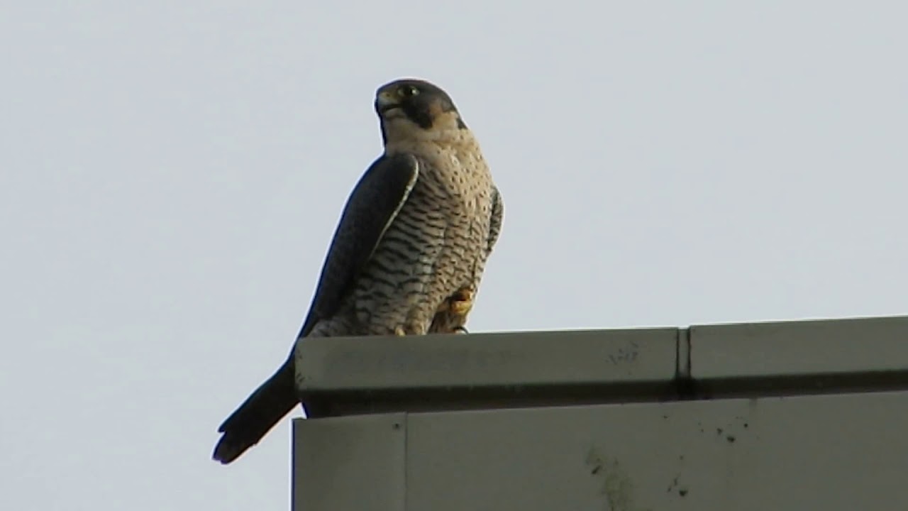 Peregrine Falcon Warning Calls To Eagle & Red-Tail Hawk