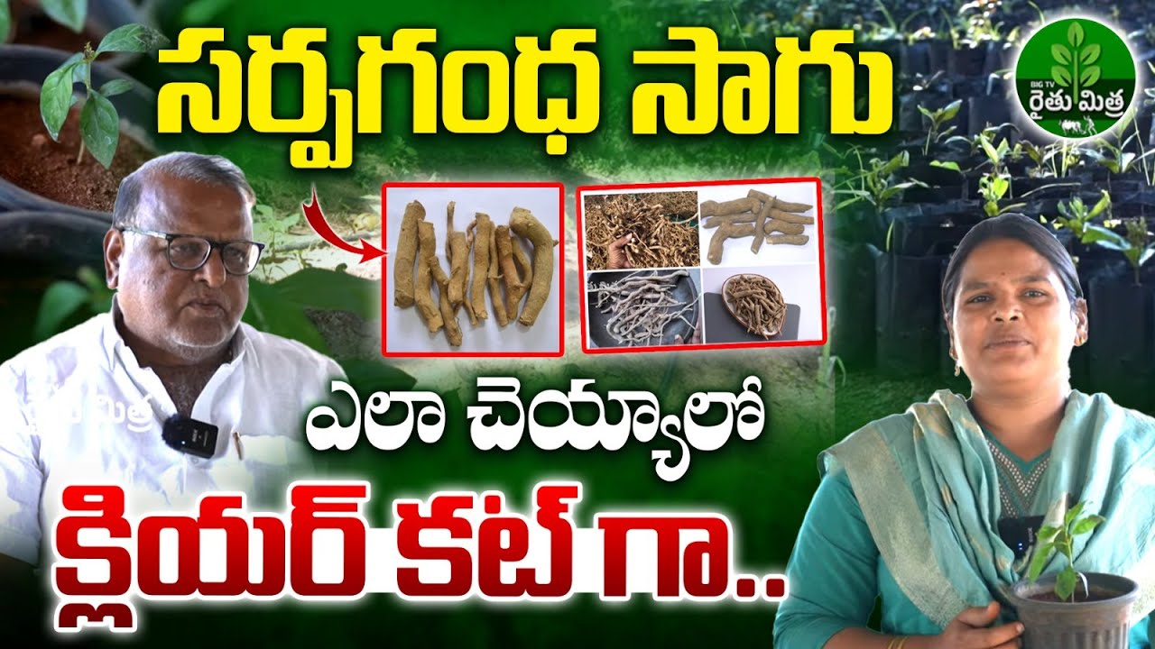 Sarpagandha Farming | Sarpgandha Farming Guide | BIG TV Rythu Mithra