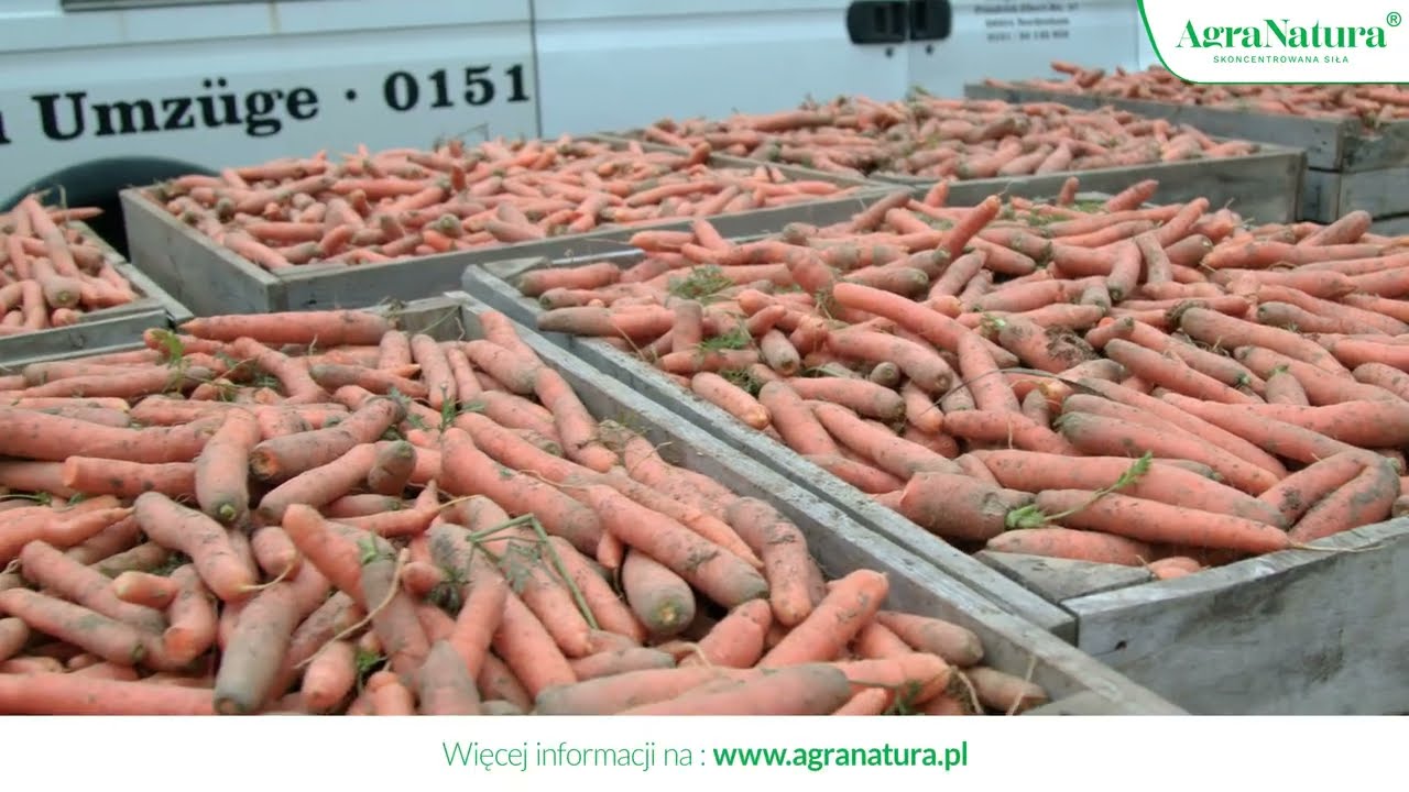 Marchew wysiewana w lipcu. Jak kwasy humusowe naturalnie wspierają uprawę w trudnych warunkach.