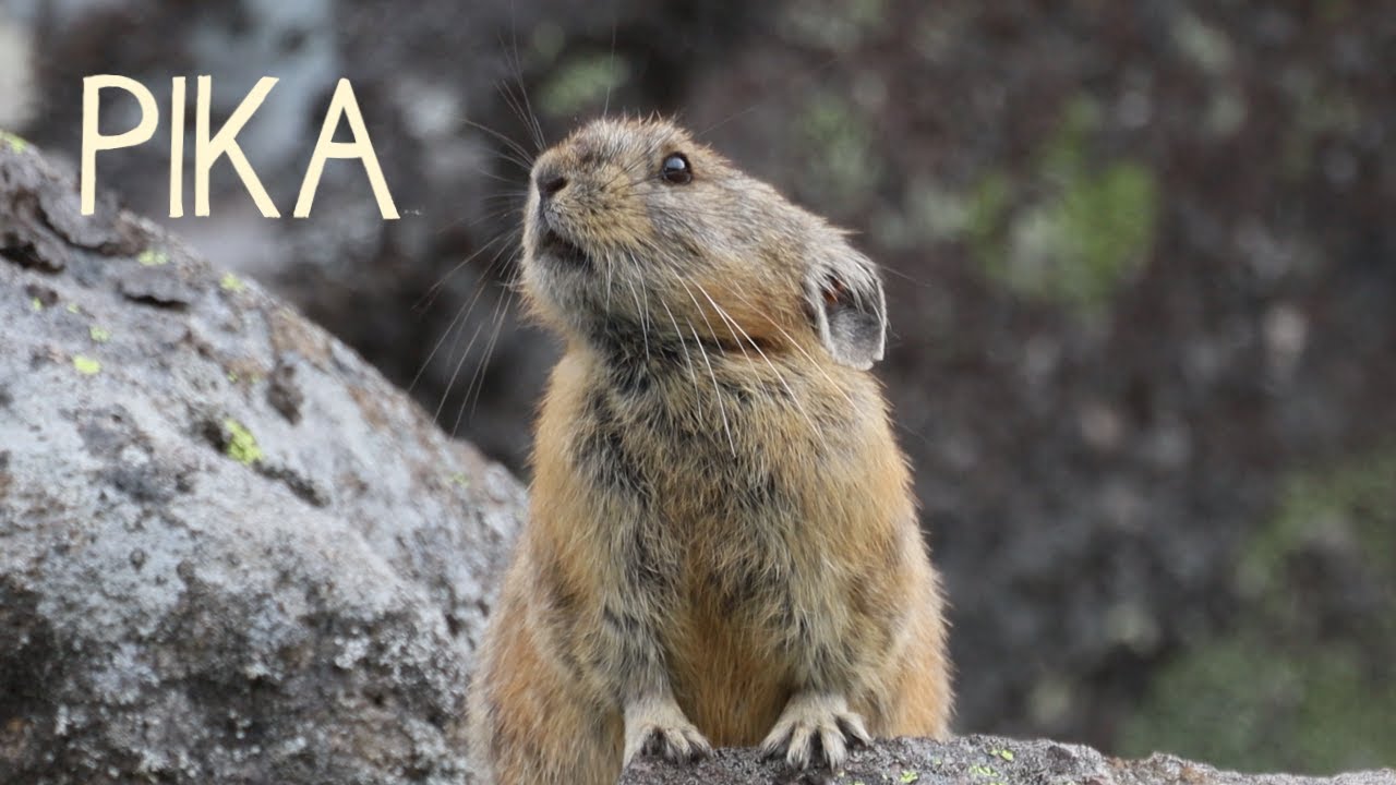 Hokkaido's Pika Sanctuary Everybody Wants to Visit 🐭北海道のナキウサギ自然保護区