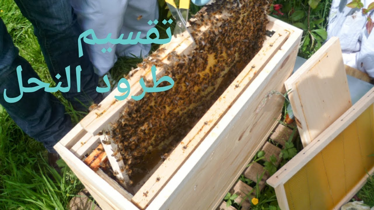 تقسيم الطرود الطبيعية بكل سهولة ↩للمبتدئيين