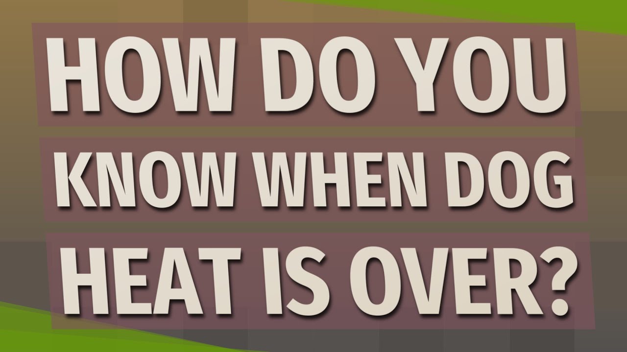 How do you know when dog heat is over?
