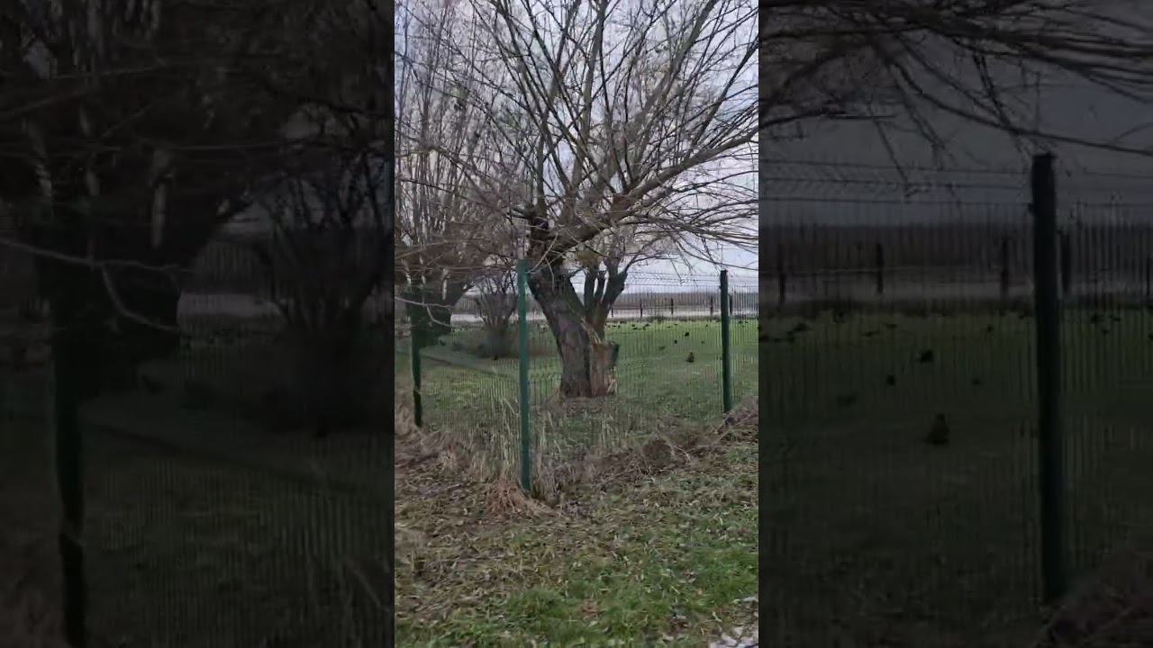O gawronach w Kazimierzu Dolnym