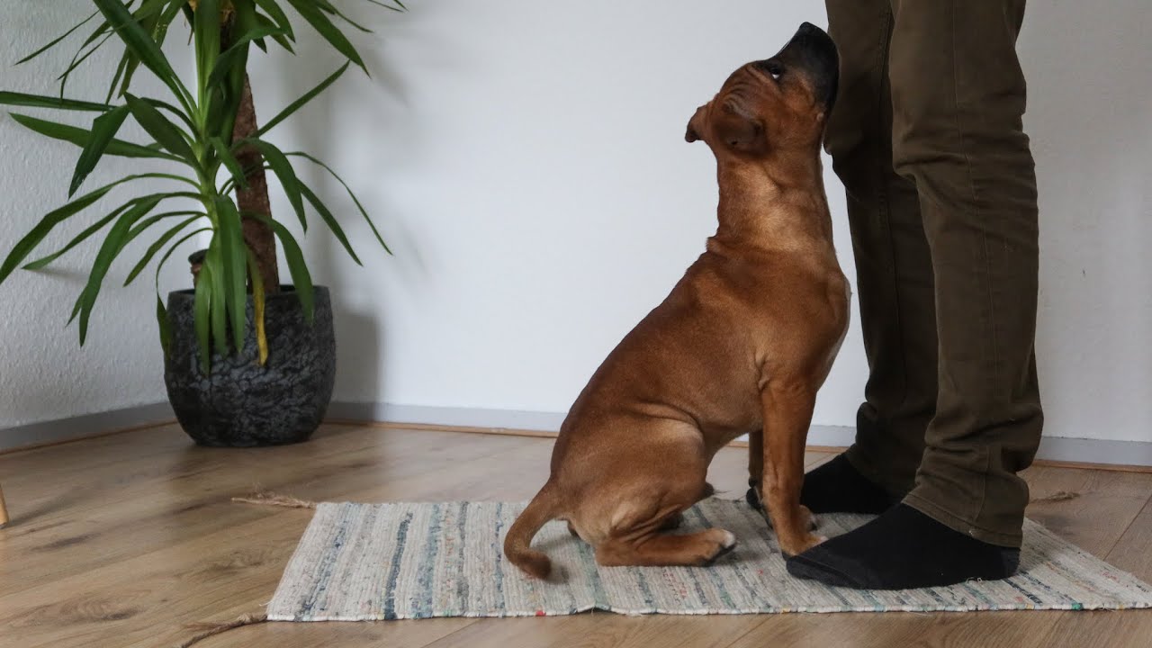 Obedience with a Puppy - 4 month old Staffordshire Bull Terrier