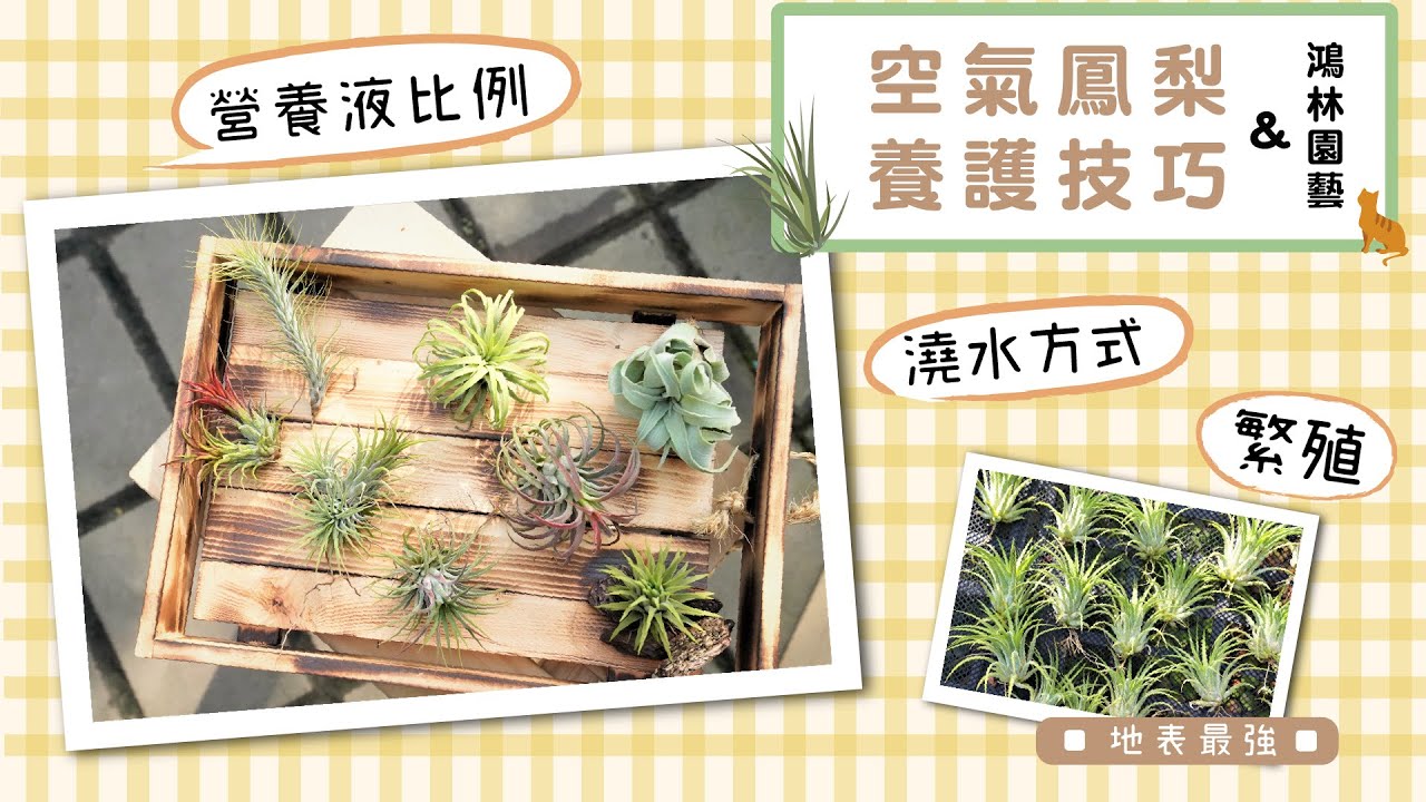 地表最強－空氣鳳梨新手攻略feat.鴻林園藝
