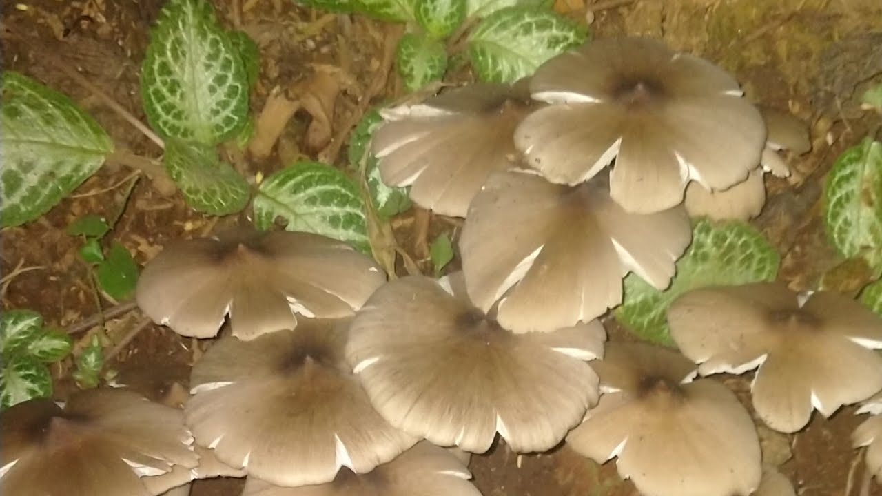 Harvesting Wild Mushrooms | Kabuting Mamarang