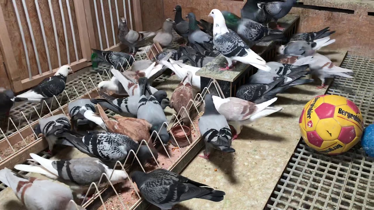 Par. 9 puii 10/06/2020 Cum ținem pui sănătoși 🕊⚖️💉 loft Tulbiță Valentin