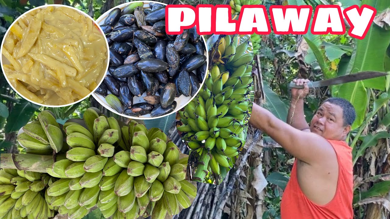 TUMIBA KAMI NG SAGING NA SABA + PAMUMULOT NG PILAWAY (PILINUT) | Binagkat na saging