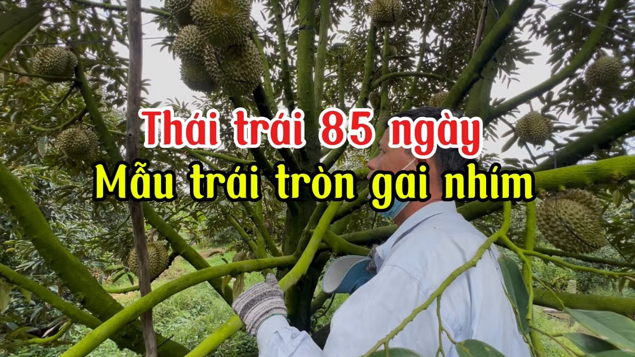 Thái 85 ngày mẫu trái tròn gai nhím đi phân như thế nào?