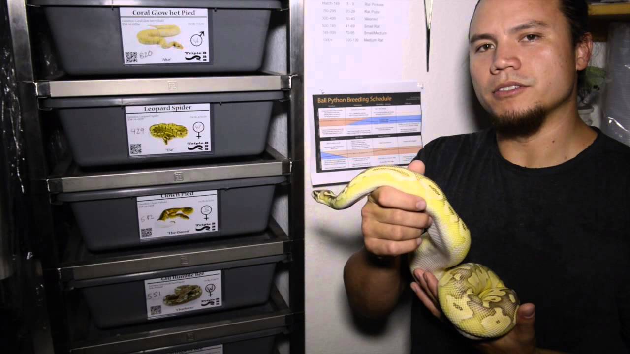 Just who do I think I am? I'm a snake man!! - Ep. 1