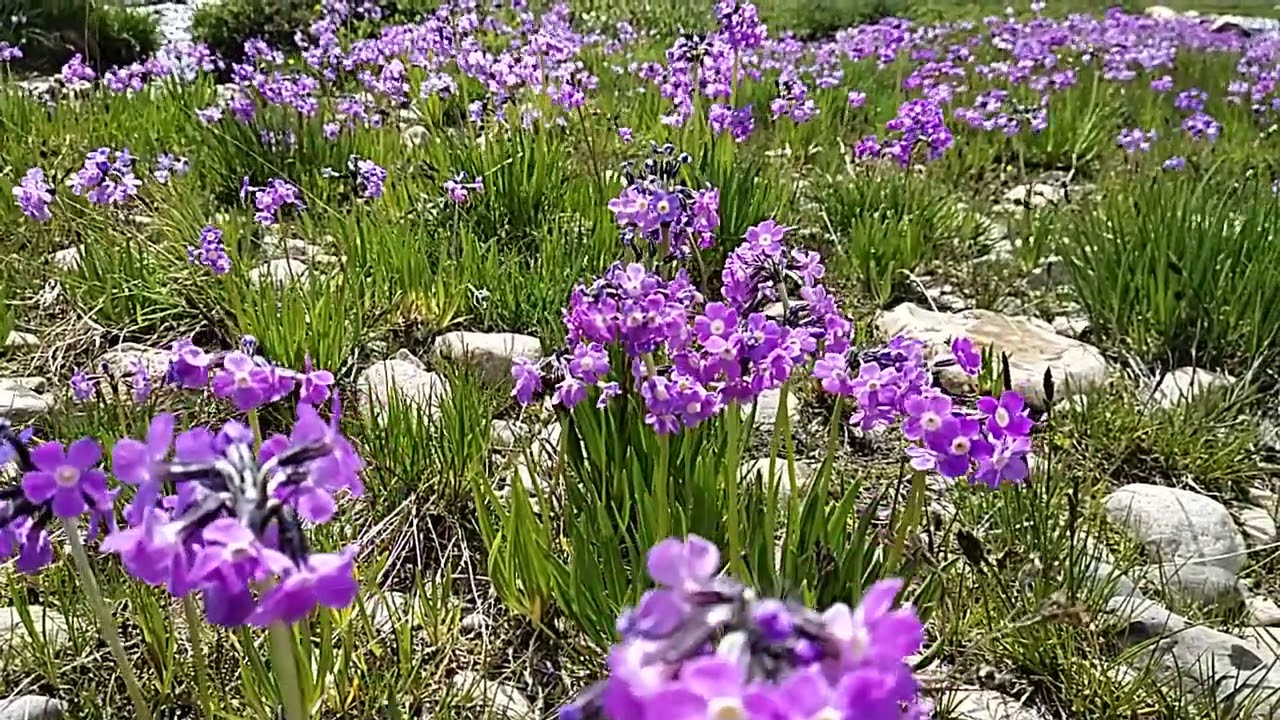 Enjoy Nature. Deosai Astore