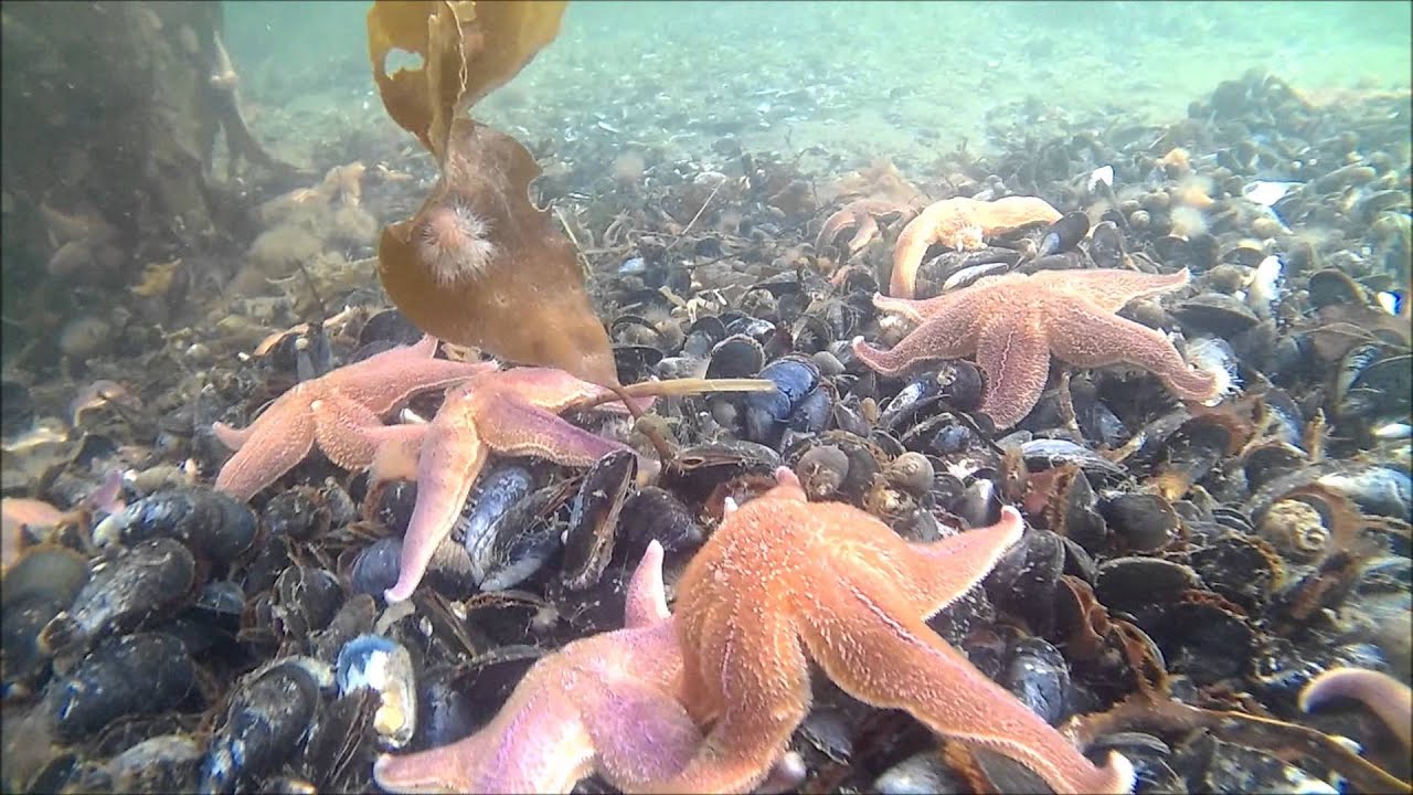 Denver ACT-5020TW underwater Test... Action Kamera