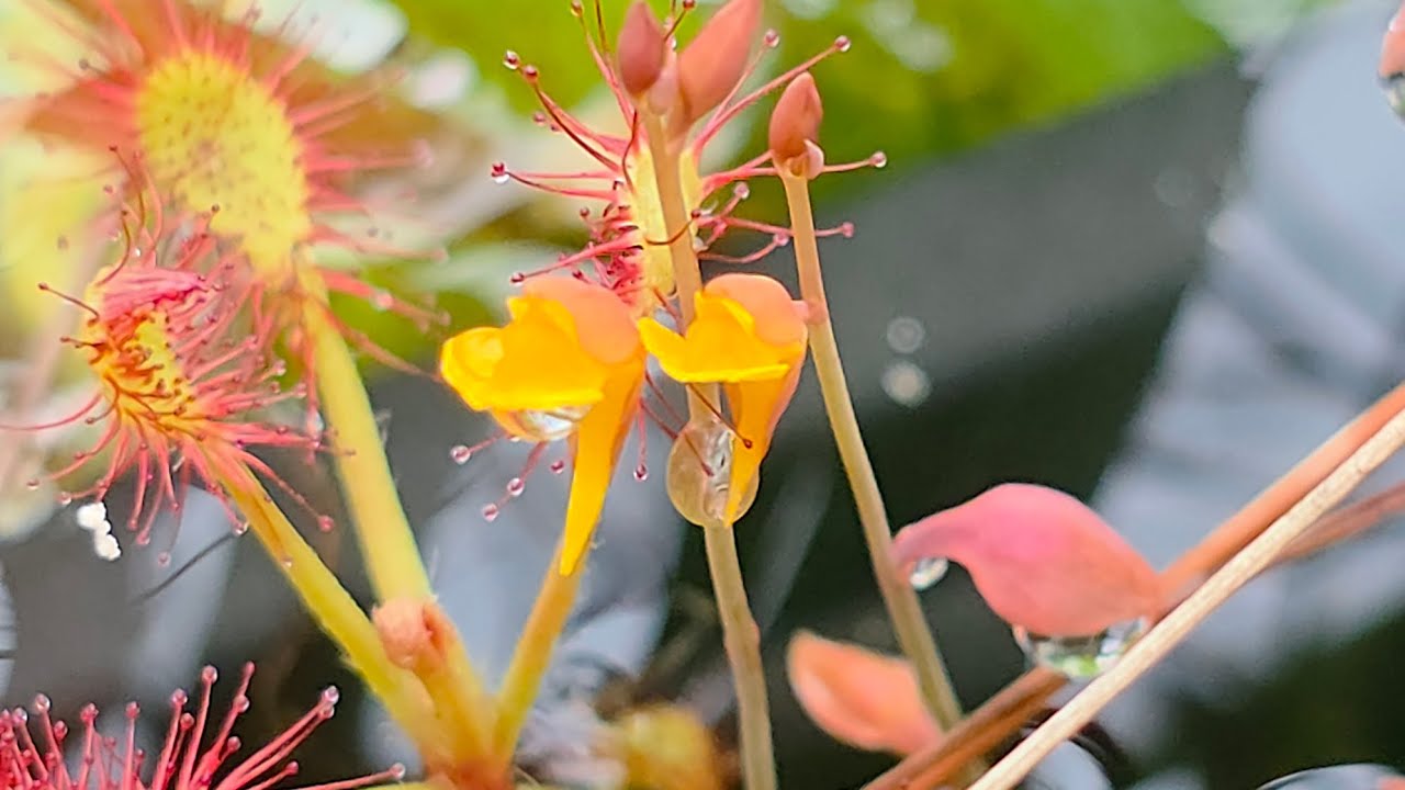 PLANTA CARNÍVORA AQUÁTICA | UTRICULARIA SUBULATA