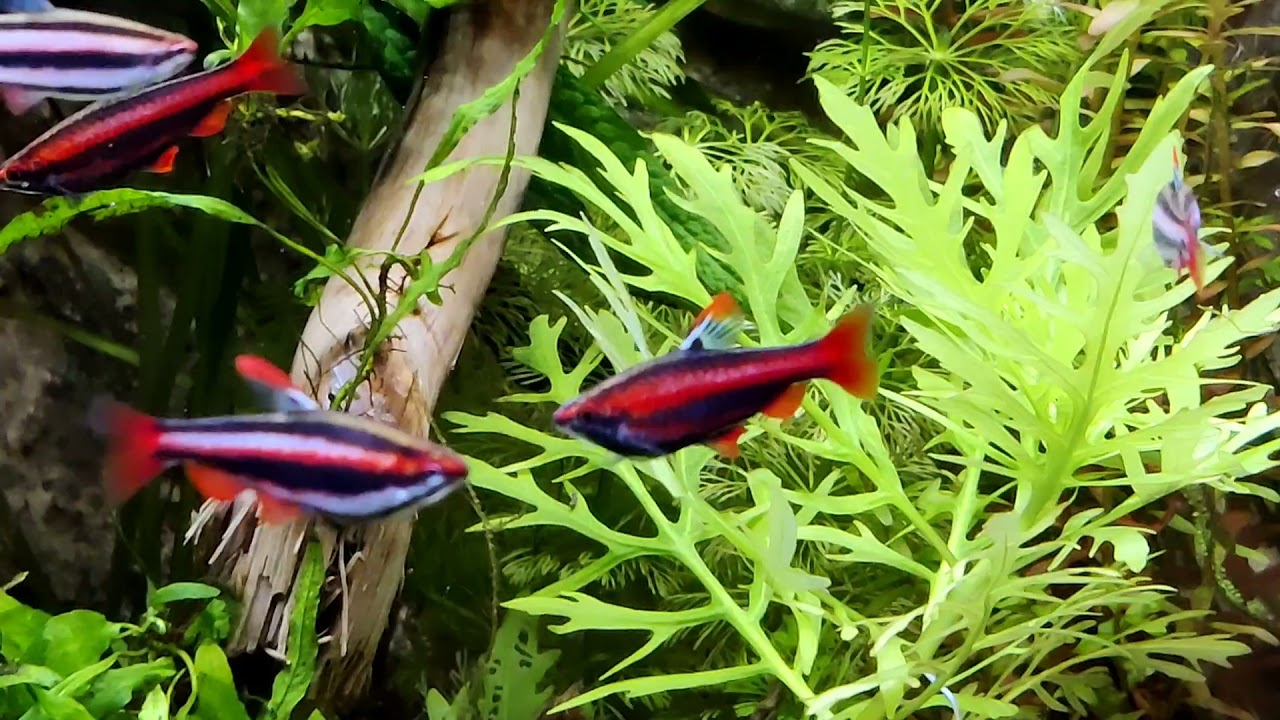 Nannostomus mortenthaleri home grown F1.