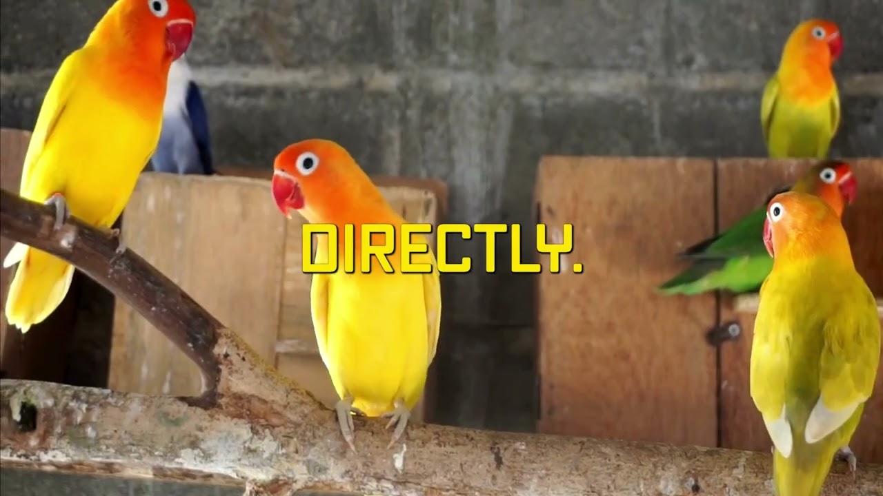 Lovebird Breeding Myths Busted