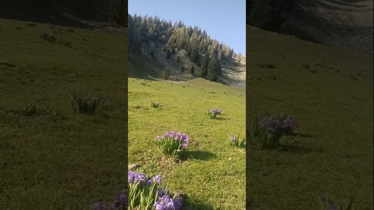 Flowers of Badgoyi valley Dir upper#nature