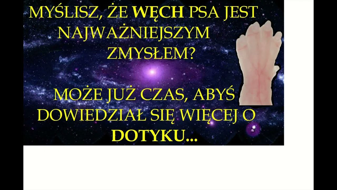 Czy węch psa jest najważniejszym zmysłem? Webinar Ultra-VET