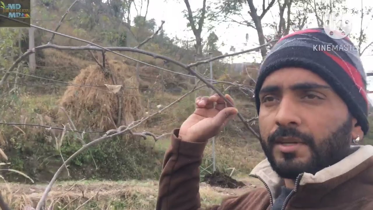 Kiwi Pruning and Training कैसे बढ़ाये फ़्रूट क्वालिटी