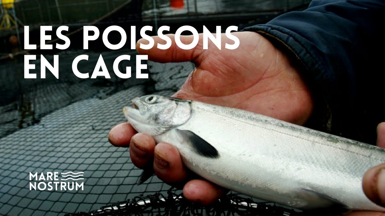 Élevage intensif de poissons, alimentation et conservation : La mer en cage - Arvor - reportage
