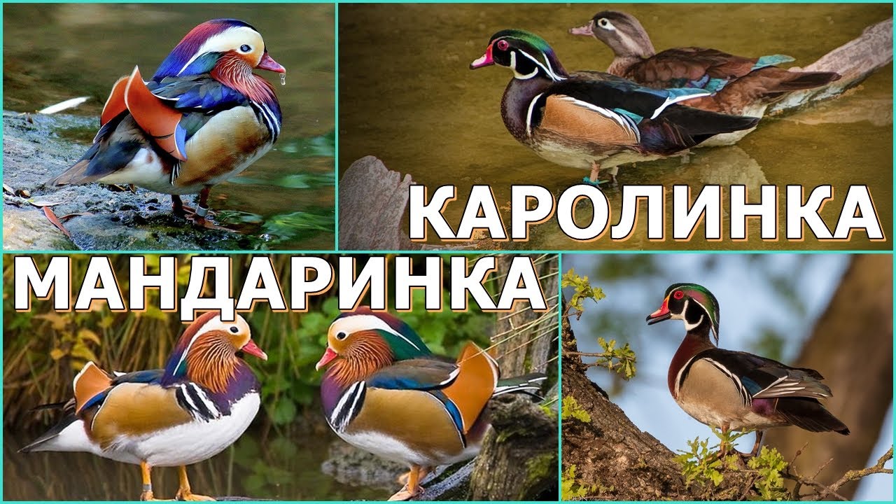 МАНДАРИНКА и КАРОЛИНКА - Лесные красавицы