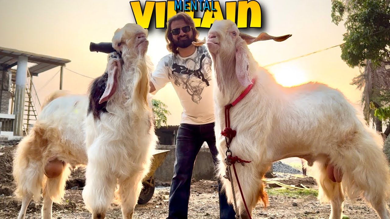 VILLAIN 🤯 EXTRA MENTAL Bakra of D GOAT FARM | JIGAR Walo ke Liye hai ye BAKRA 