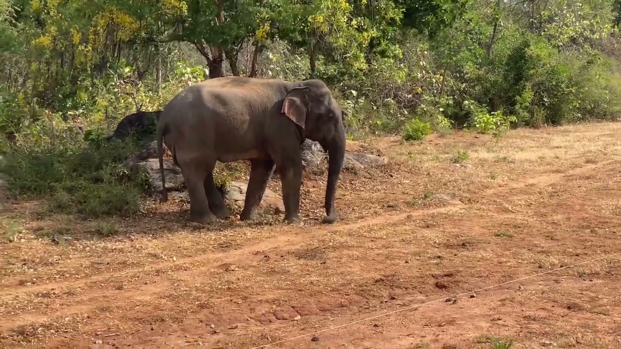 Human-Elephant Conflict