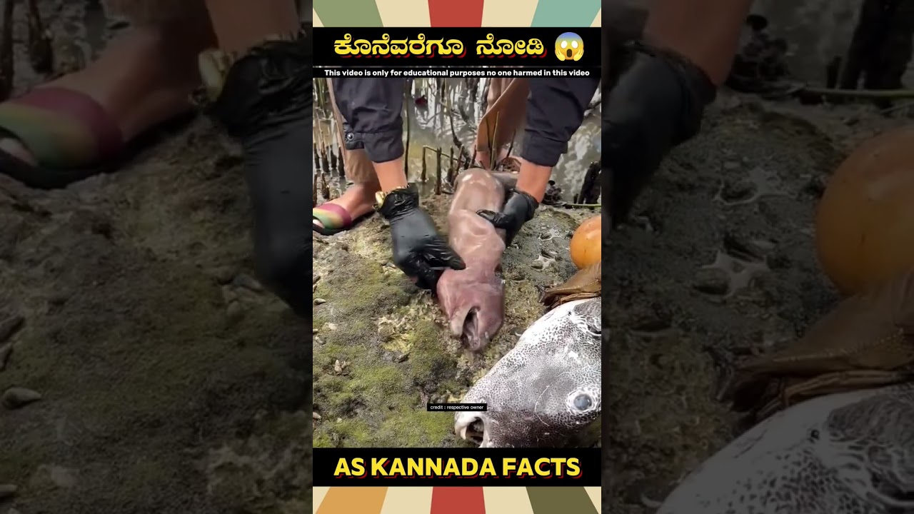 Gold In Fish Mouth Fact Video | 
