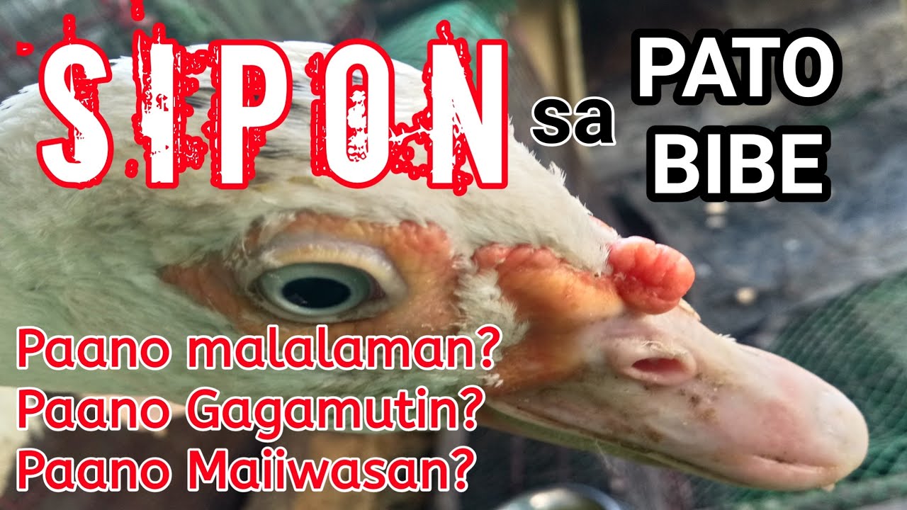 SIPON ng BIBE /PATO MUSCOVY DUCK ating pag usapan