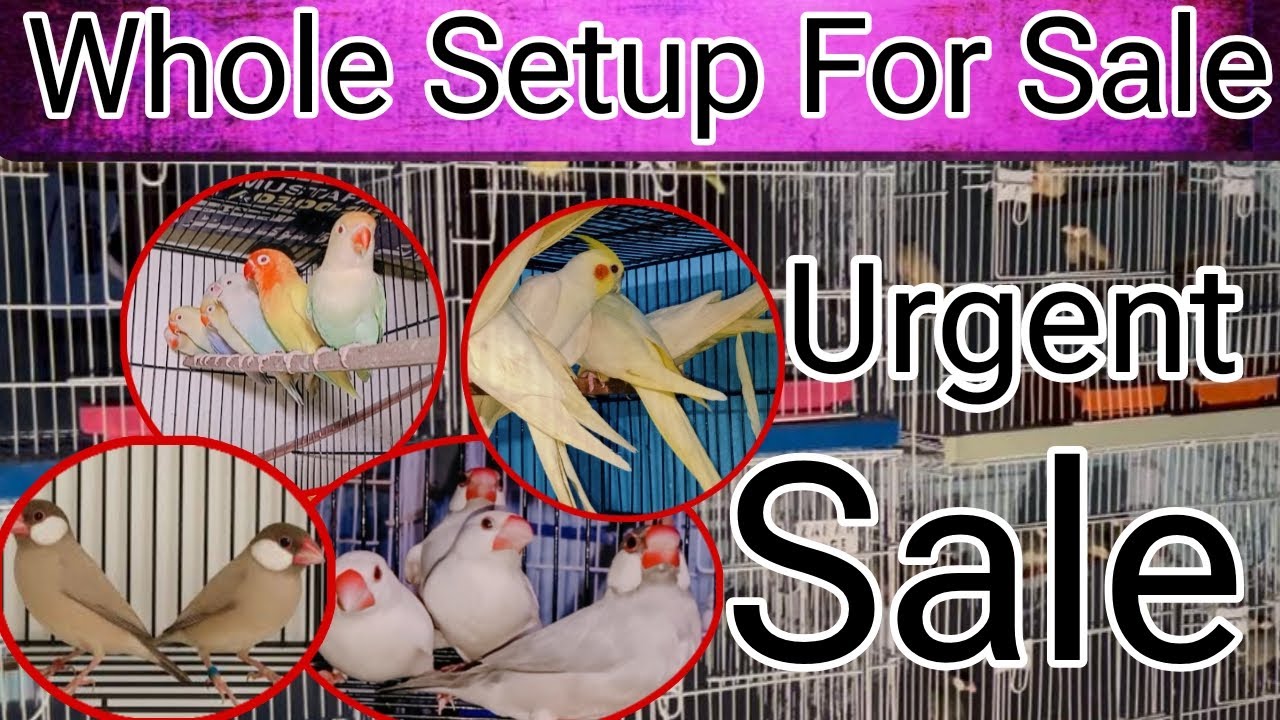Pura Setup For Sale hai | Cheap price ma | love birds | cockatiel | java | Dove
