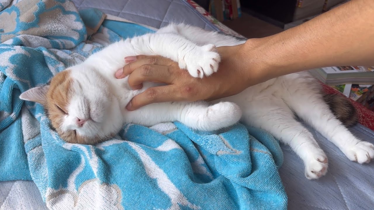 【三毛猫】真っ白なお腹のミケ（2025年9月1日）