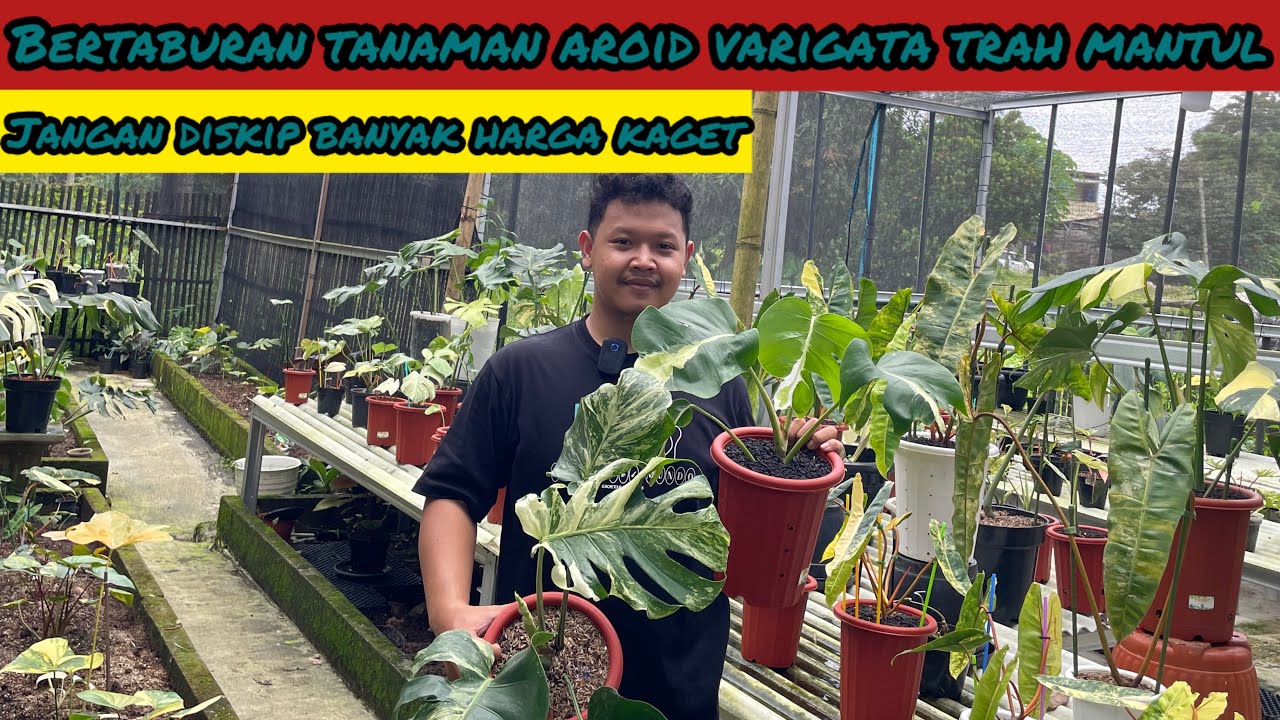BERTABURAN TANAMAN AROID VARIGATA TRAH MANTUL ⁉️ JANGAN DI SKIP BANYAK HARGA KAGET