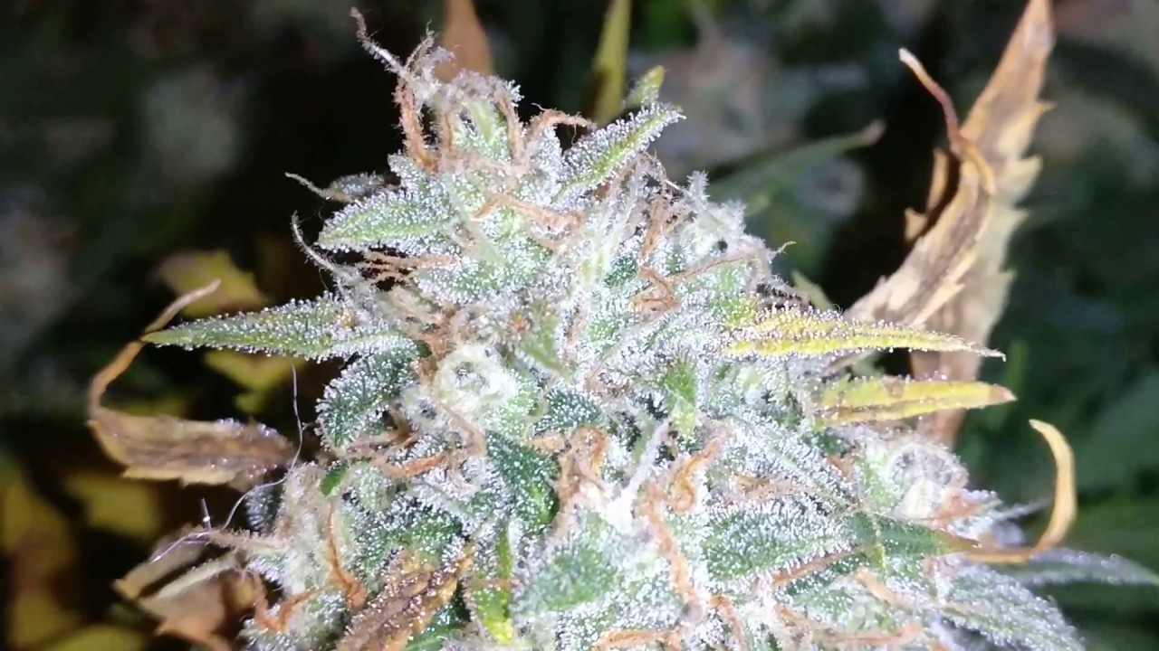 Auto Blue Amnesia Update -  Day 63 *last week *
