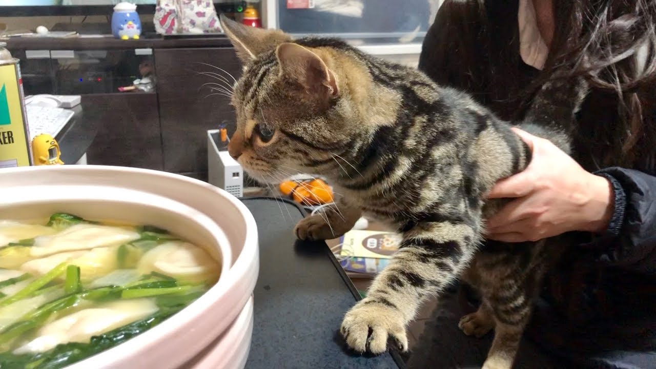 妹の手作り水餃子の匂いにつられてやって来てしまった猫ｗ
