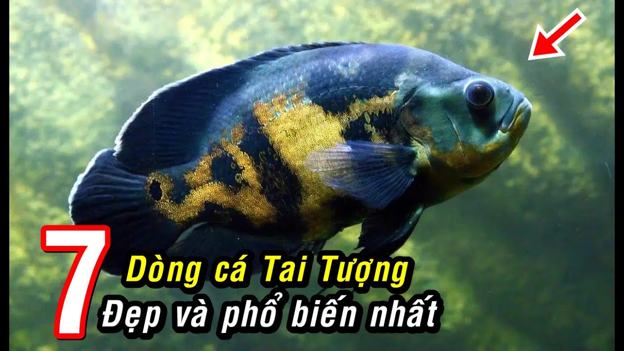 7 Dòng cá Tai Tượng Châu Phi đẹp và ấn tượng nhất!