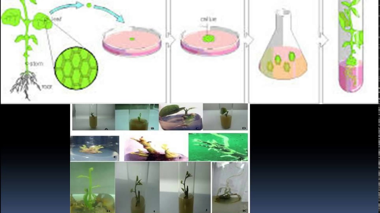 Commercial methods of Propagation in Plants