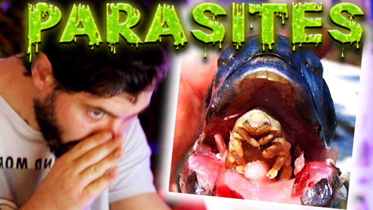 L'HISTOIRE de ces PARASITES est fascinante