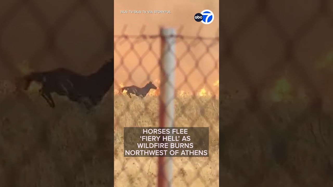Horses flee wildfire burning near Athens, Greece