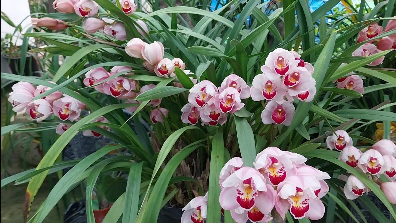 CULTIVANDO CYMBIDIUM DE ESTA MANERA FLORACIÓN ESPECTACULAR PARTE 2