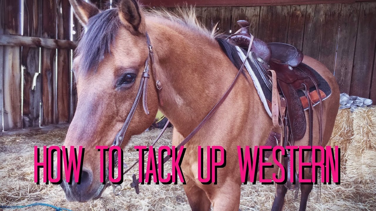 HOW TO TACK UP A HORSE WESTERN STYLE