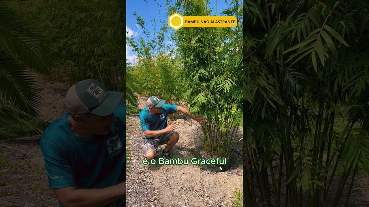 Bambusa textilis gracilis