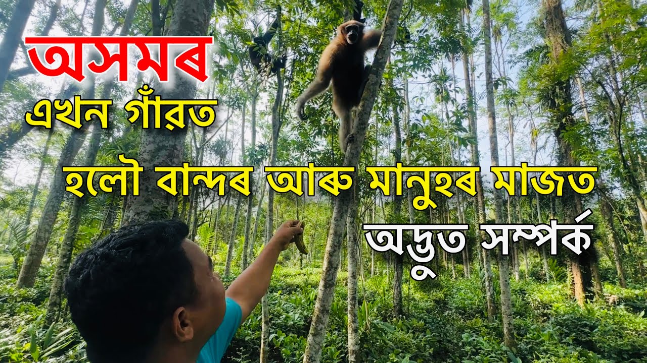হলৌ বান্দৰ আৰু মানুহৰ মাজত অদ্ভুত সম্পৰ্ক অসমৰ এখন গাঁৱত 😲- Going to Dibru Saikhowa National Park