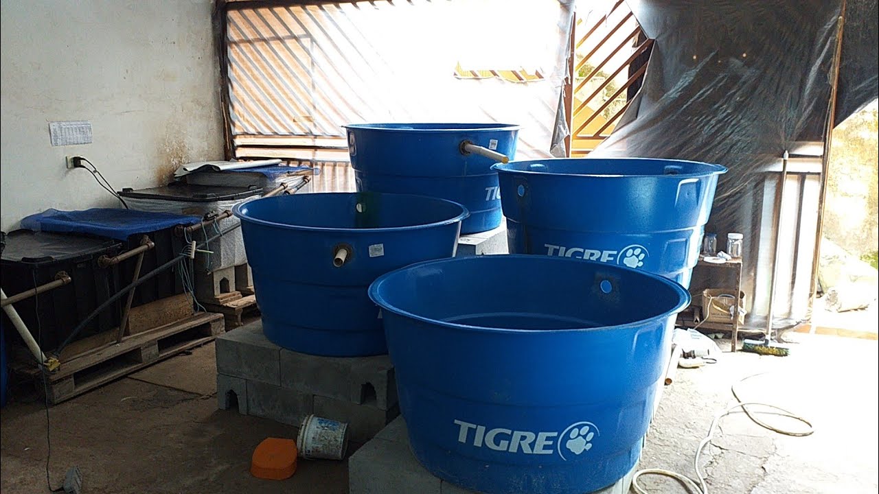 Camarão em caixas d'agua parte 9. Vídeos 211