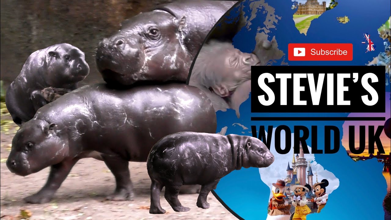 TINY ENDANGERED BABY PYGMY HIPPO BORN AT EDINBURGH ZOO
