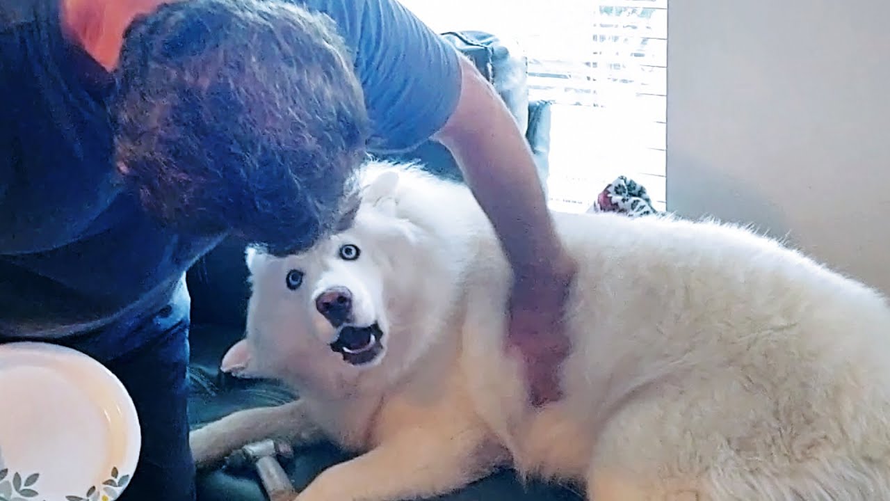 Husky & Malamute Are Excited When Daddy Comes Home!